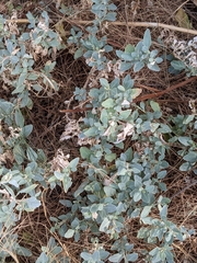 Atriplex maximowicziana