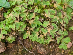Riccia gougetiana