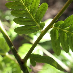 Calochlaena dubia