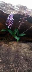 Merwilla plumbea