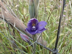 Thelymitra × truncata