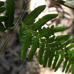 Calochlaena dubia