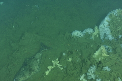 Hippoglossus stenolepis