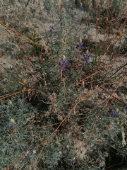 Lupinus altimontanus