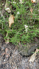Calluna vulgaris