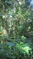 Chamaedorea pinnatifrons