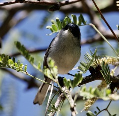 Polioptila nigriceps