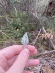 Trichocline spathulata