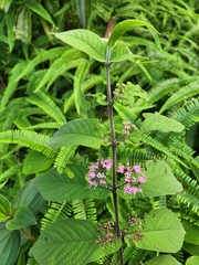 Callicarpa rubella