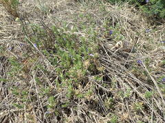 Aptosimum spinescens