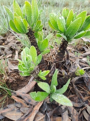 Protea