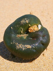Codium pomoides