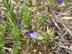 Aptosimum spinescens