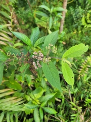 Callicarpa rubella