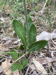 Trichocline spathulata