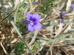 Aptosimum spinescens