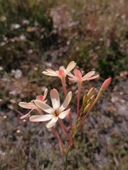 Ixia paniculata