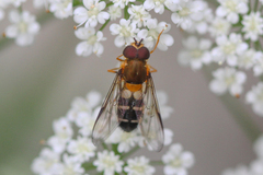 Leucozona glaucia