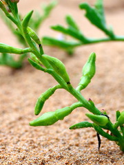 Cakile maritima maritima