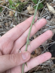 Trichocline spathulata