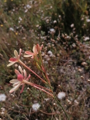 Ixia paniculata