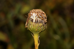 Senecio doronicum orientalis