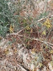 Xylocopa rufidorsum