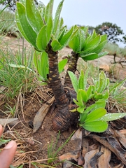 Protea