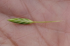 Distichlis distichophylla