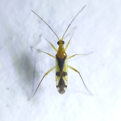 Dicyphus