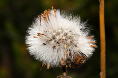 Senecio doronicum orientalis