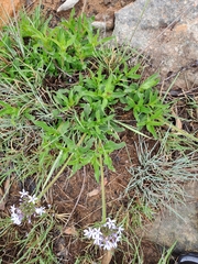 Pentanisia prunelloides