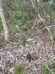 Trichocline spathulata