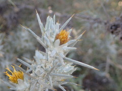 Berkheya ferox