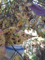 Pachypsylla celtidisasterisca