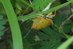 Chremistica ochracea