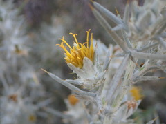 Berkheya ferox