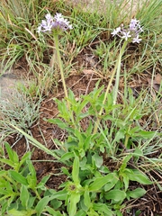 Pentanisia prunelloides