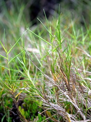 Distichlis distichophylla