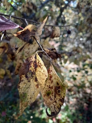 Pachypsylla celtidisasterisca