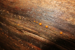 Dacrymyces