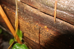 Dacrymyces