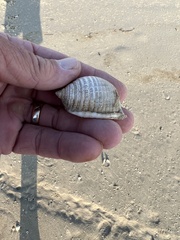 Semicassis granulata