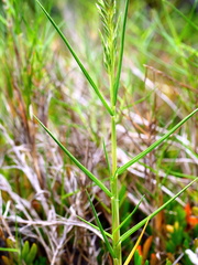 Distichlis distichophylla