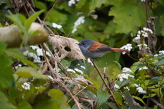Terpsiphone bourbonnensis bourbonnensis