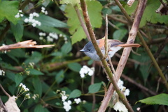Terpsiphone bourbonnensis bourbonnensis