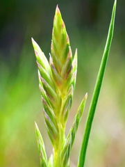 Distichlis distichophylla