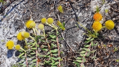 Leucospermum prostratum