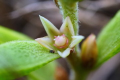 Hemichroa pentandra