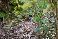 Terpsiphone bourbonnensis bourbonnensis